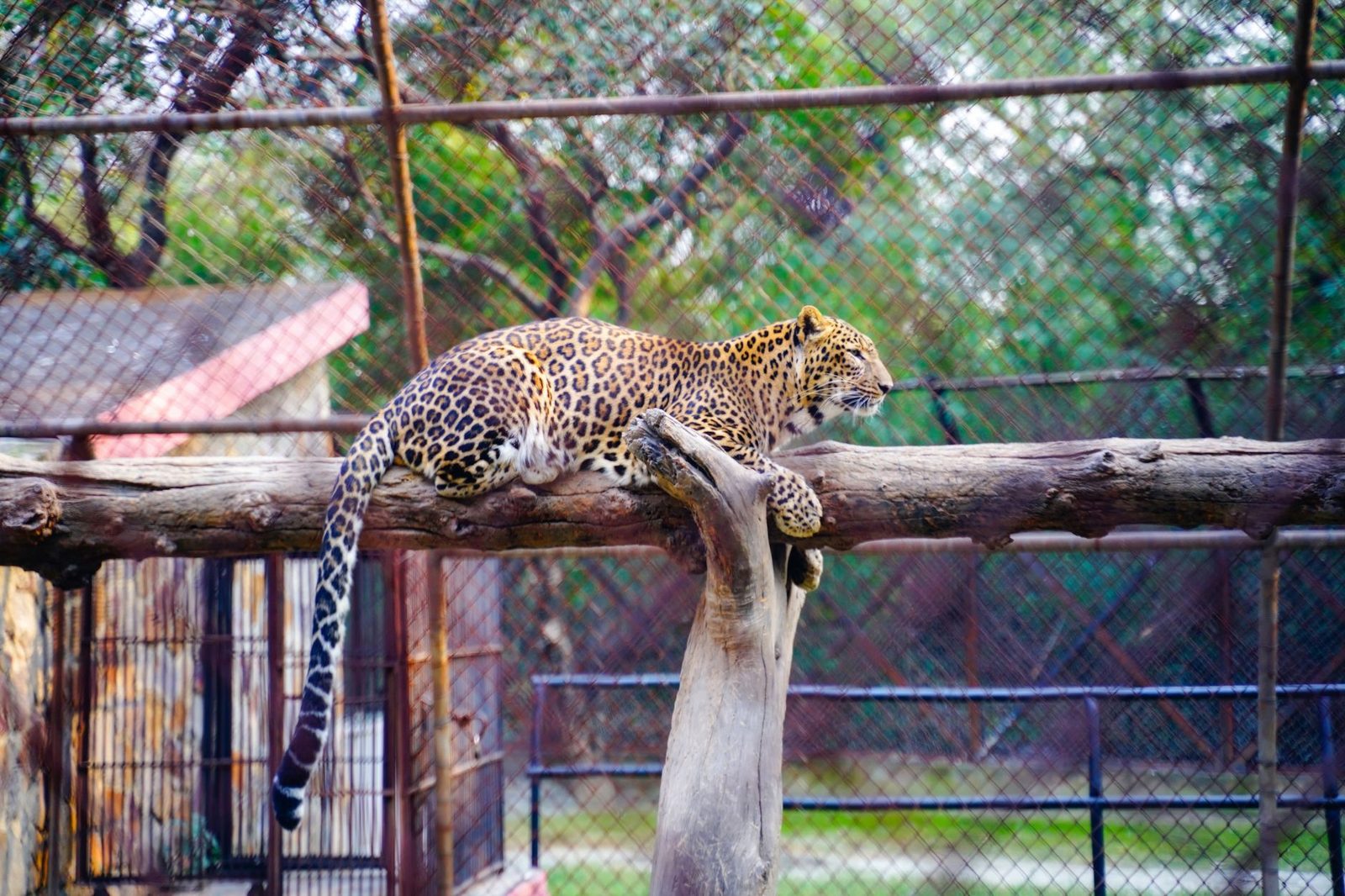 Leopard attacks forest officer moments after being tranquillised in Karnataka