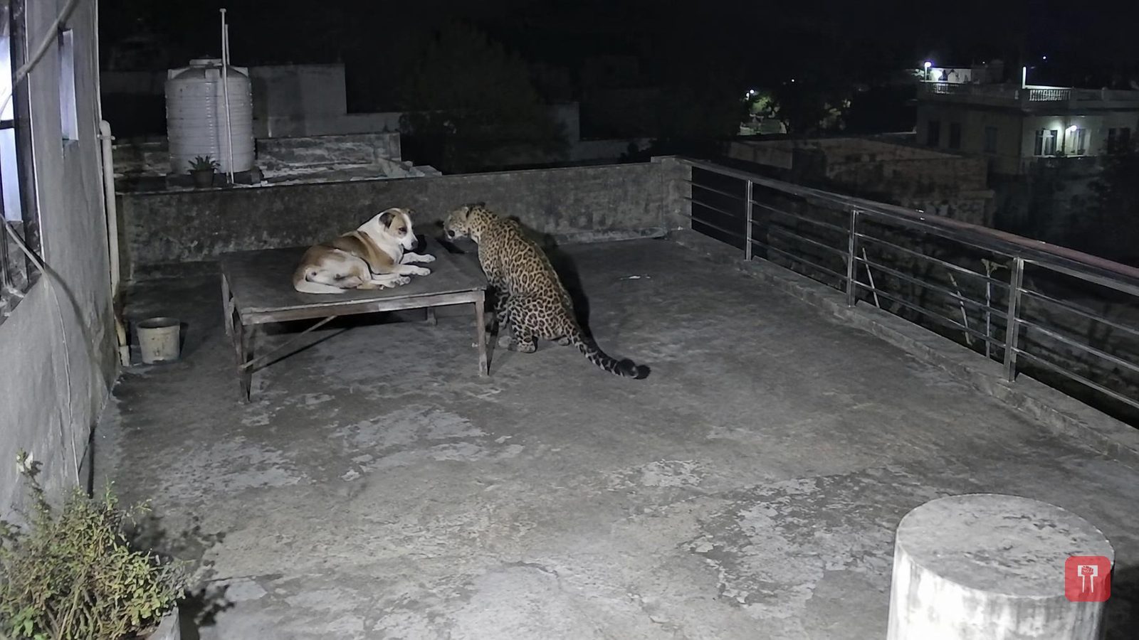 झोपलेल्या कुत्र्यावर बिबट्याचा जीवघेणा हल्ला, २५ सेकंद थरार अन् अखेर श्वानानेच शिकाऱ्याला पळवून लावले; Video