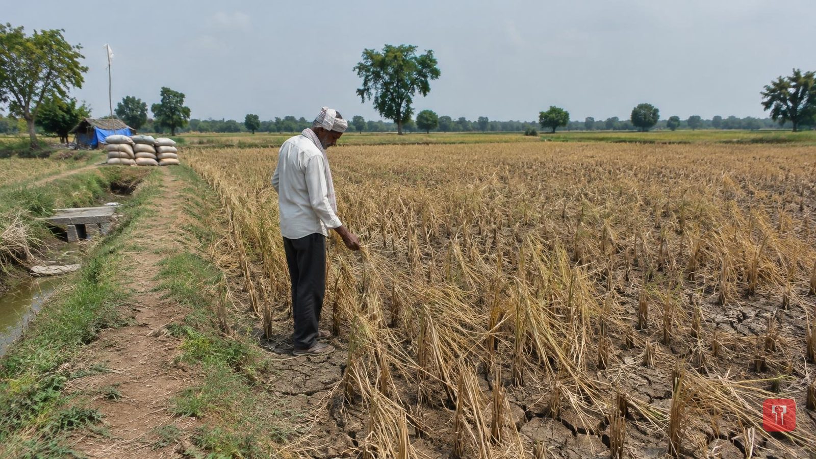 Bhandara farmer suicides: 781 in 21 years, only 305 families got aid