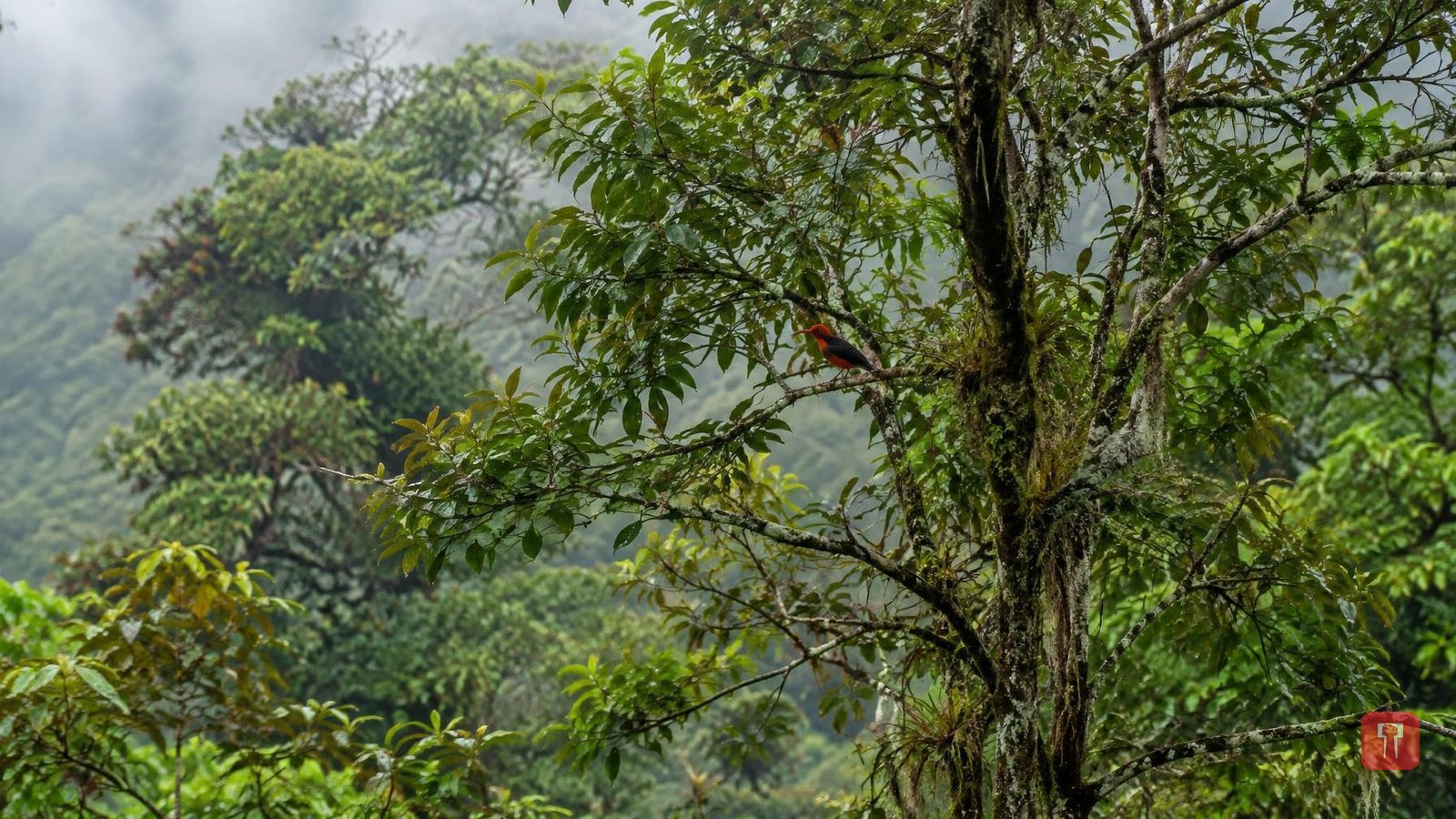 हवाईत दीड लाख कोआ झाडे लावून जंगल फुलवले, दुर्मिळ अकियापोलाऊ पक्षी २० वर्षांनी परतले
