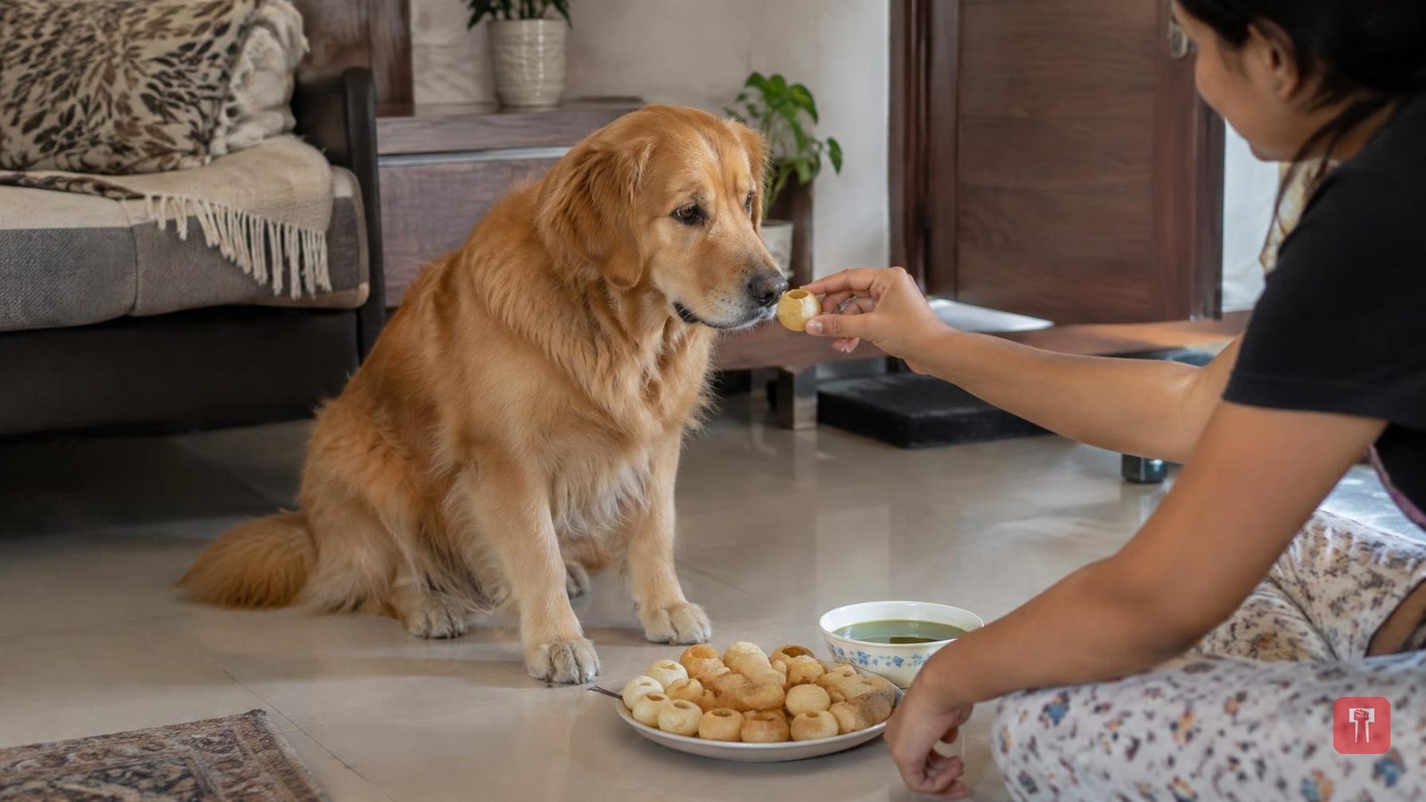 Video of golden retriever eating pani puri goes viral