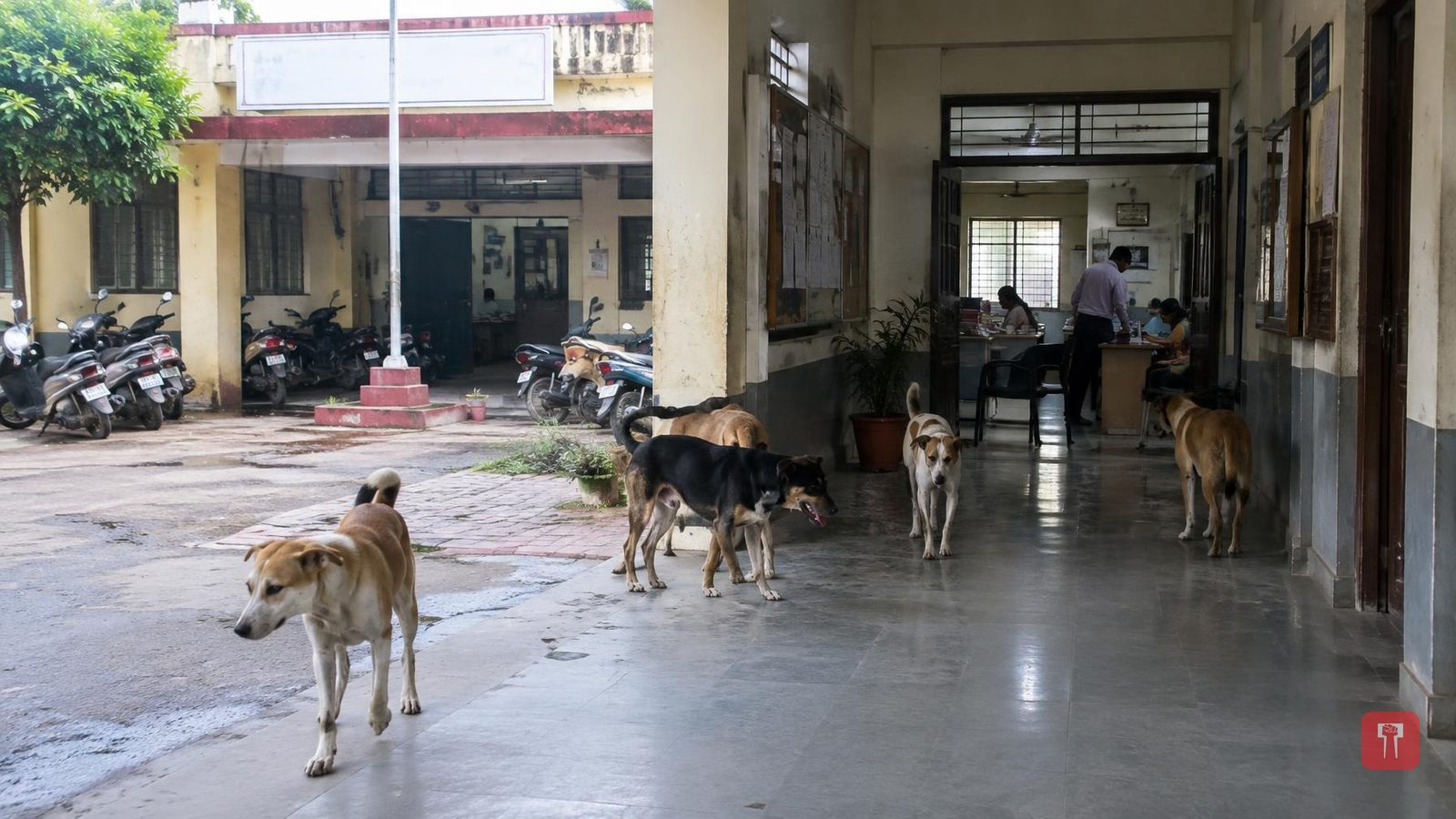 निफाडमध्ये भटक्या कुत्र्यांच्या त्रासावरून संतप्त कार्यकर्त्यांनी नगरपंचायत कार्यालयातच सोडली कुत्री