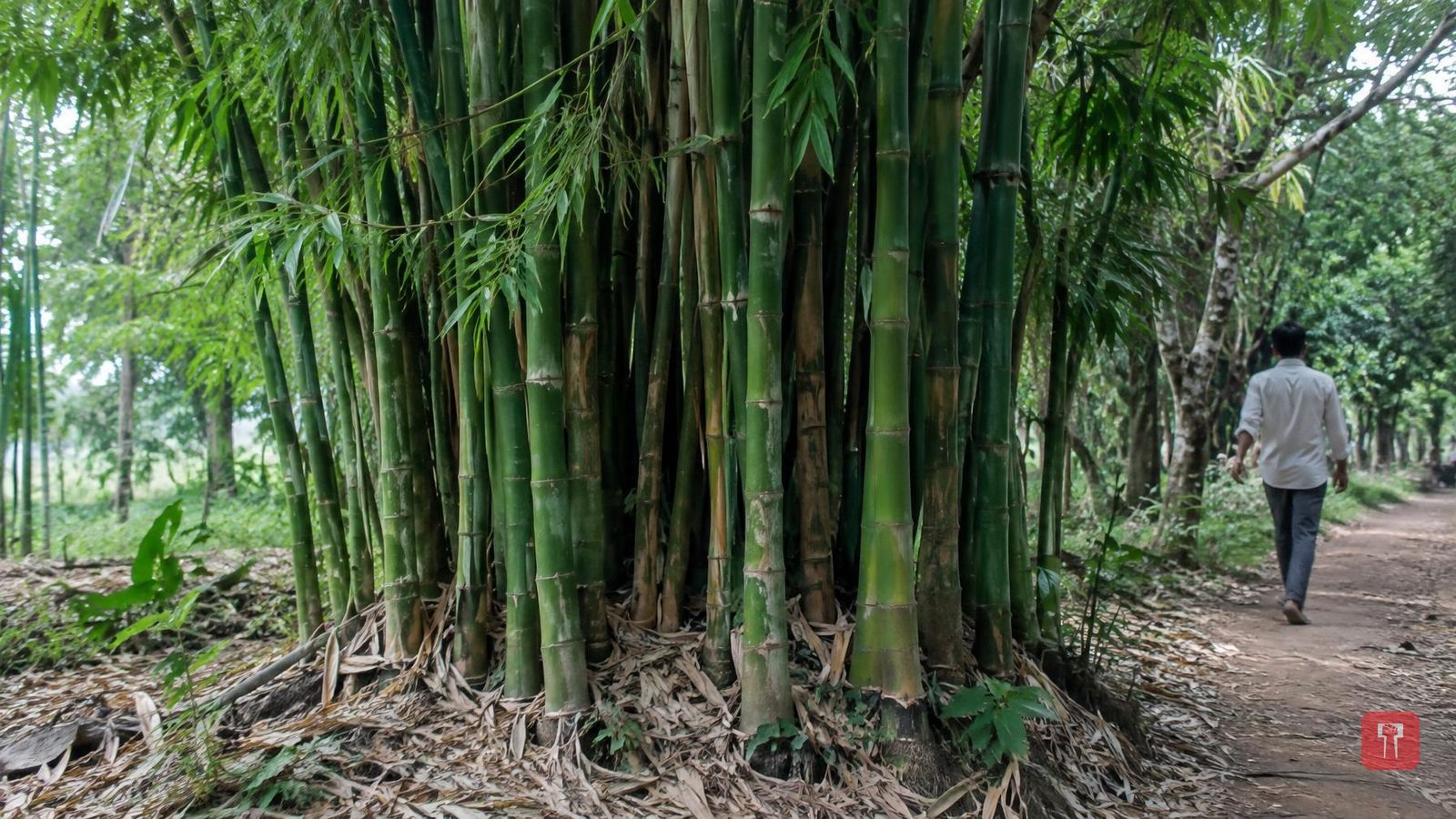 World Bamboo Day: जागतिक बांबू दिन का साजरा केला जातो? सुरुवात कधी झाली, जाणून घ्या रंजक तथ्य