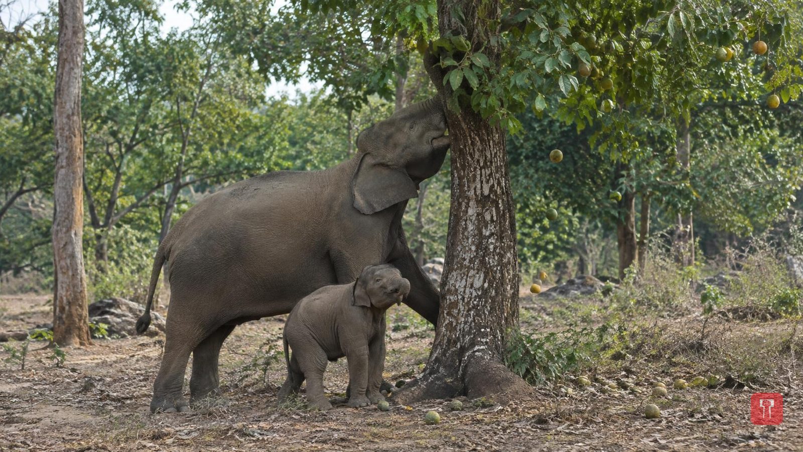 Baby elephant's hunger moves mother to shake tree for fruit, video goes viral