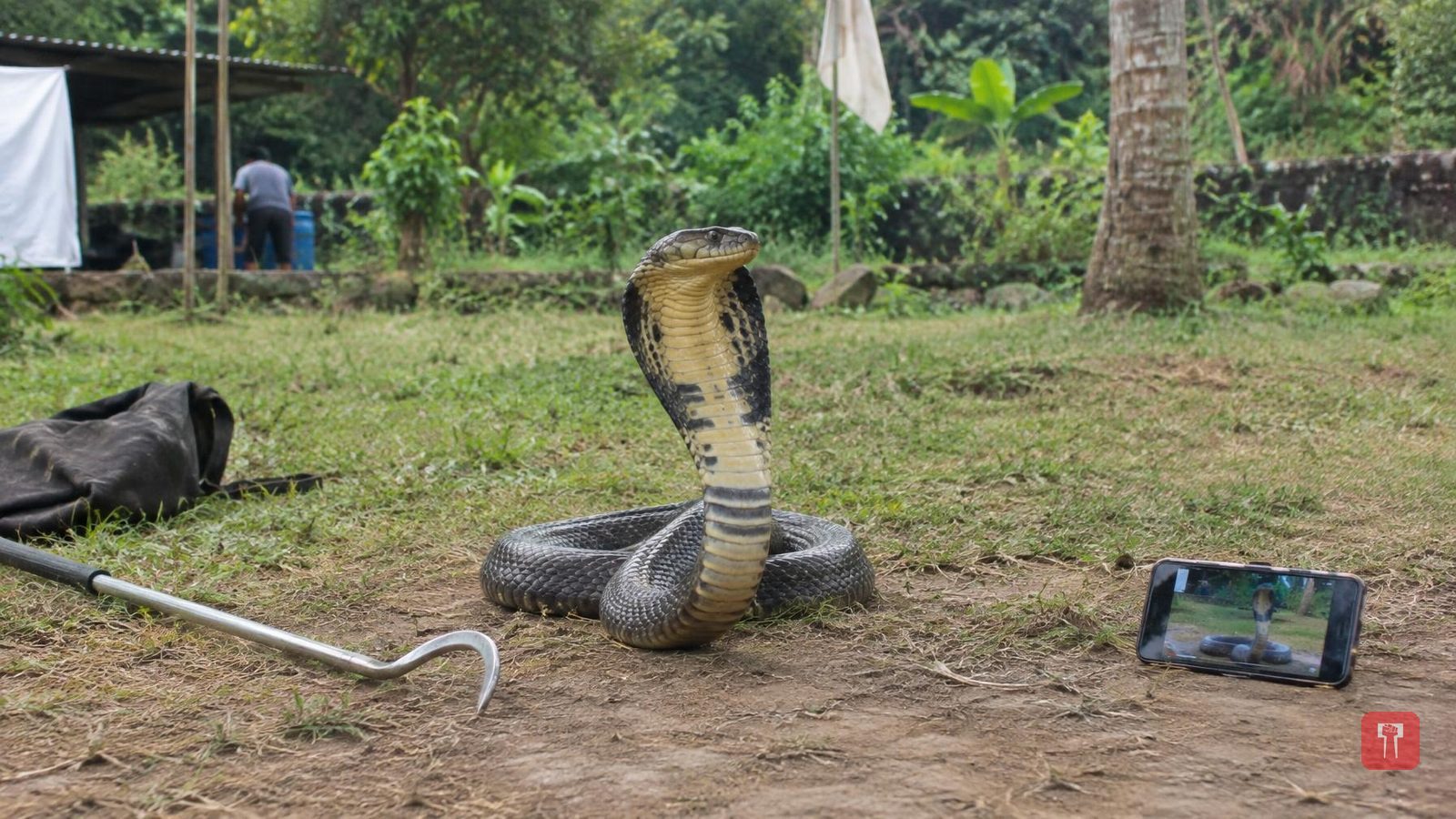 Indonesian trainer's attempt to kiss king cobra rejected every time in viral video