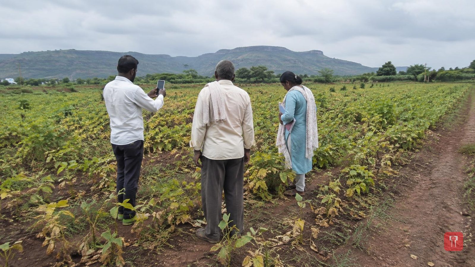 Crop damage surveys begin in Khandala taluka; tehsildar urges farmers to get e-crop inspection done
