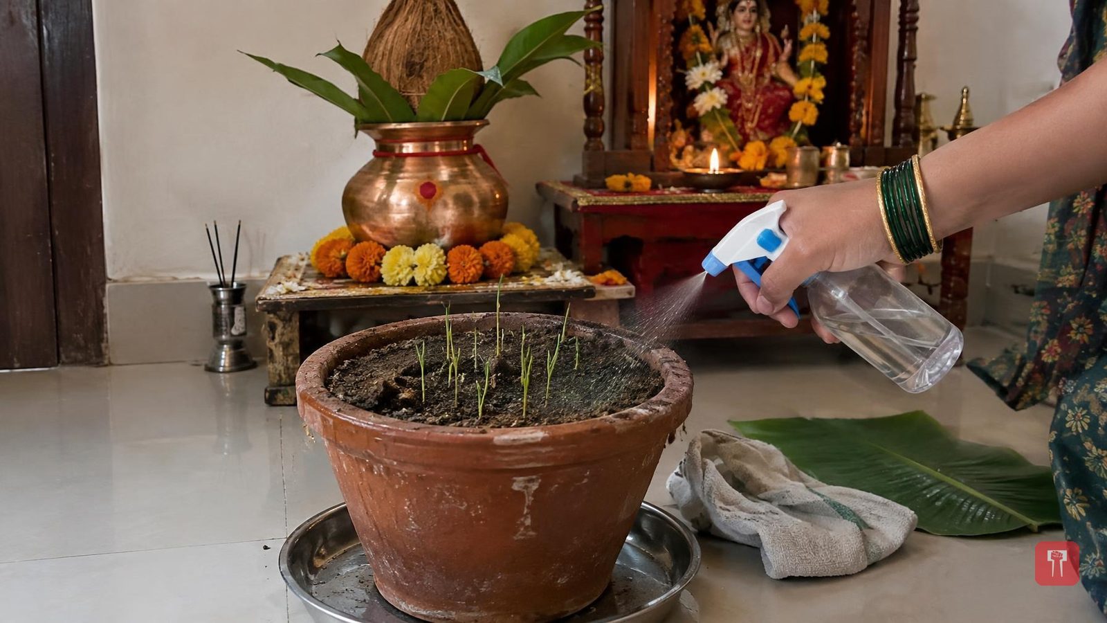 Barley not sprouted three days into Navratri? Five remedies to try