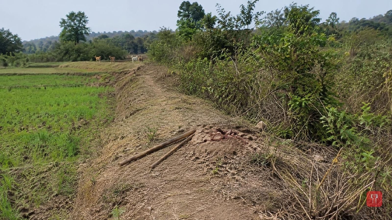 Two children drive off stray dogs attacking fawn at Bagholi in Gondia's Tirora taluka