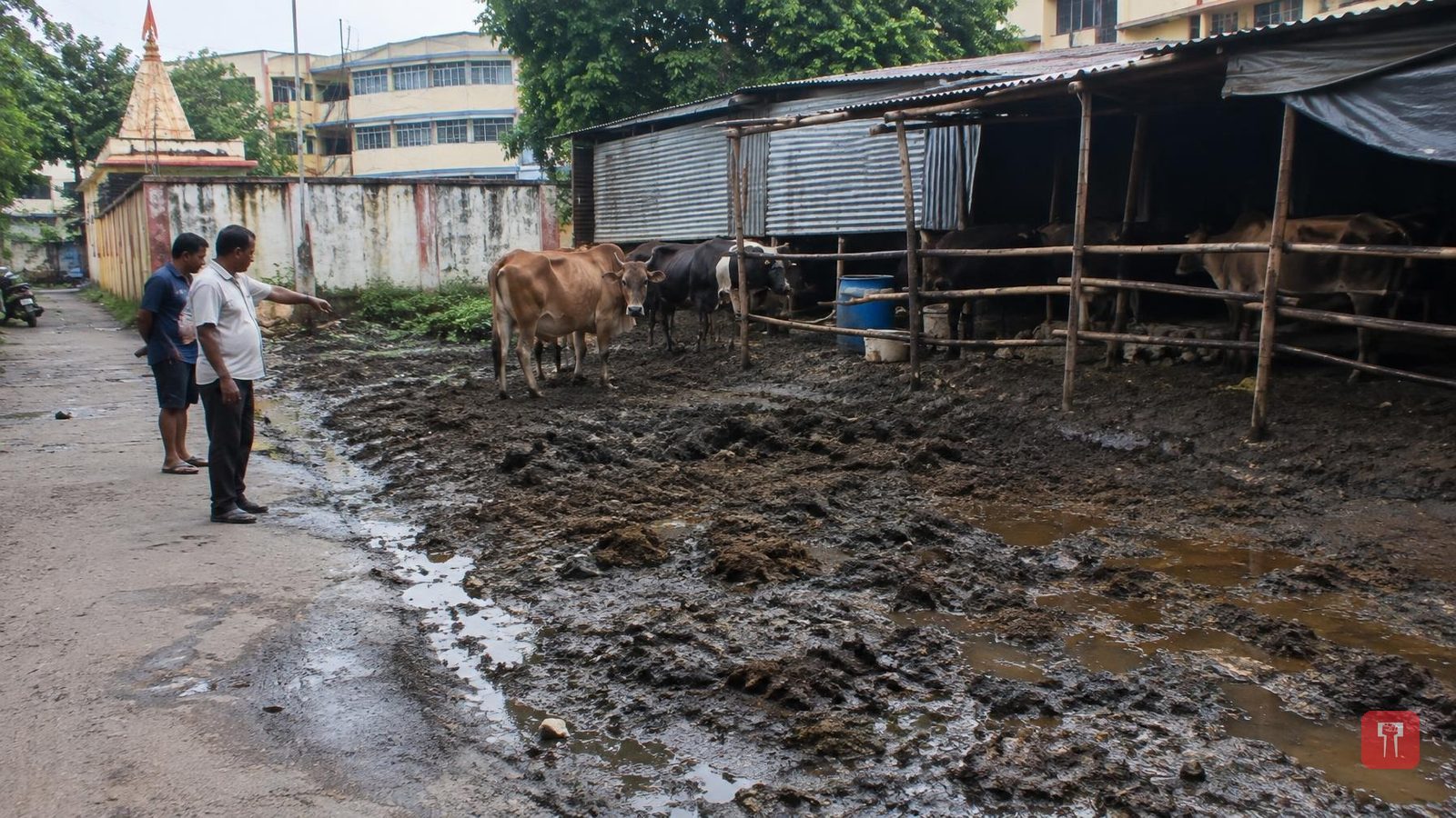 Man stuck in slush from unauthorised cattle shed in Dombivli's Gograswadi, a year after schoolgirl's rescue