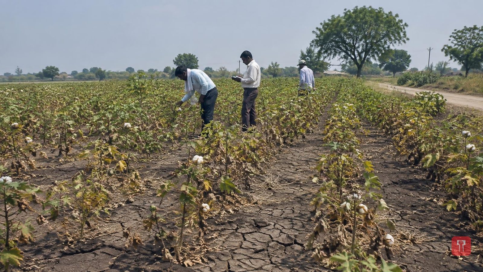 Seven of Wardha's eight talukas placed in drought Trigger-1, crop damage surveys under way
