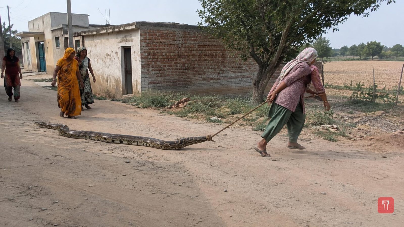Woman drags 10-ft python out of Rajasthan's Sarmathura village with a rope, video goes viral